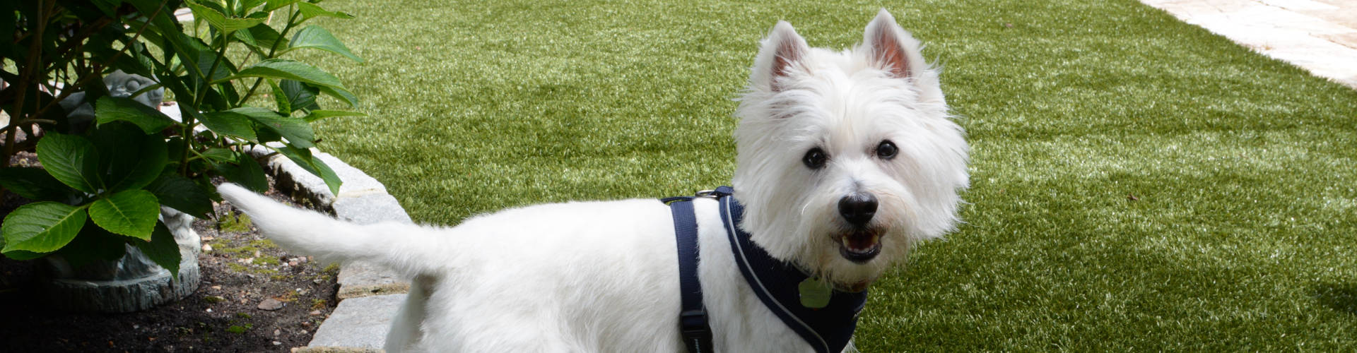 Charlotte Pet Turf Maintenance