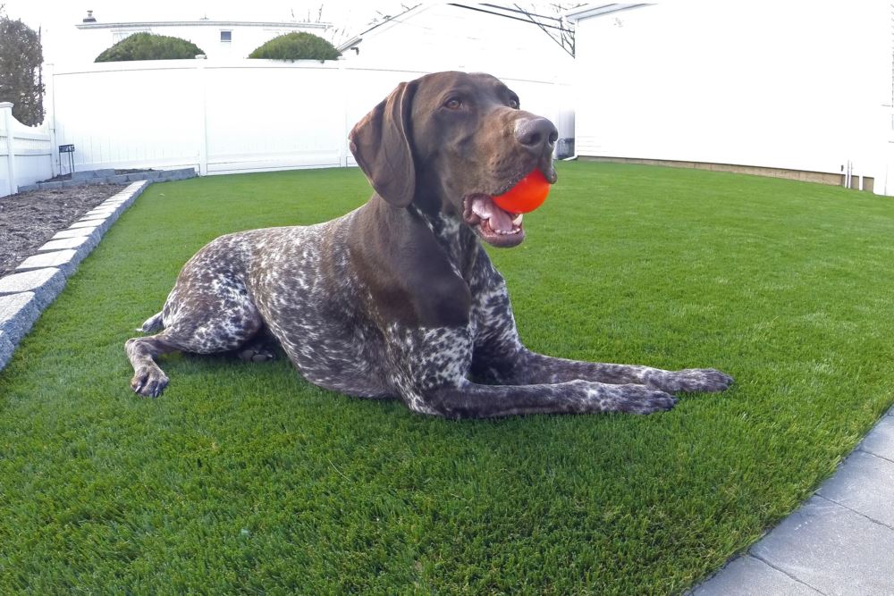 Older dog chewing a red ball while lying on pet turf, showing a soft, durable, pet-friendly artificial lawn surface.