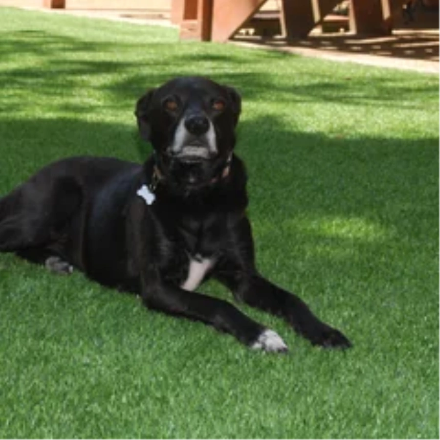 Black dog resting on a pet-friendly Charlotte artificial turf backyard lawn