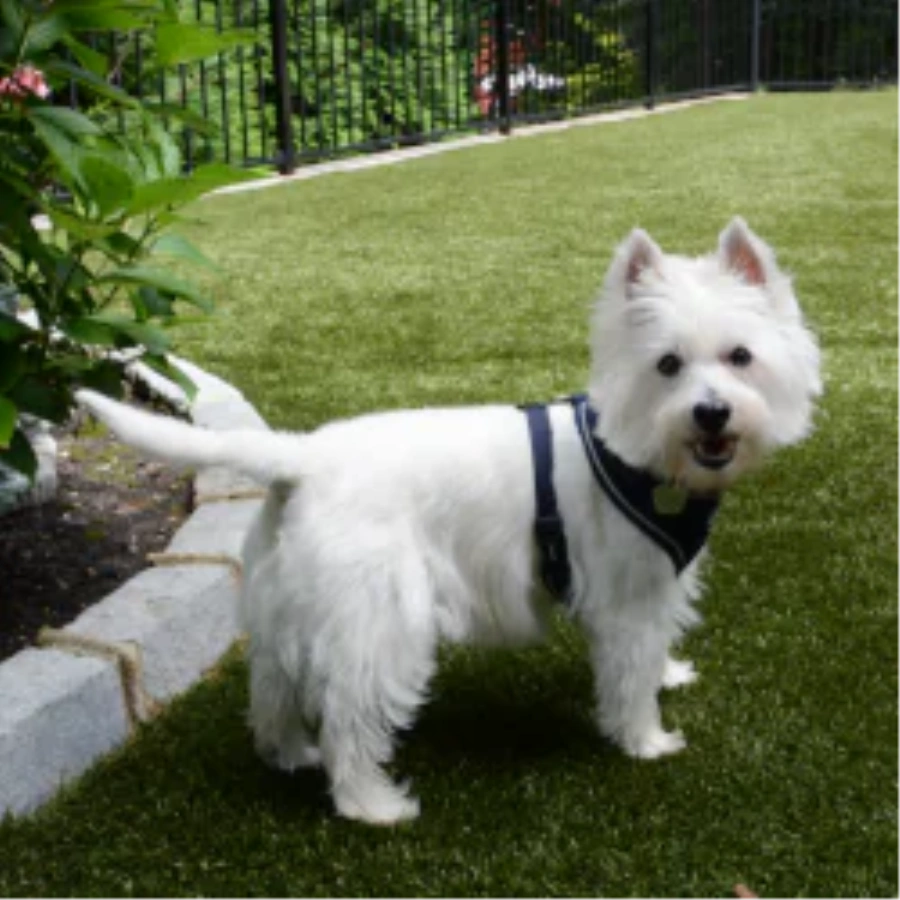 Pet Turf for Apartment Communities and Dog Parks in Charlotte