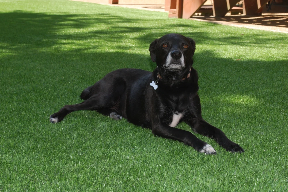 Black dog resting on a pet-friendly Charlotte artificial turf backyard lawn