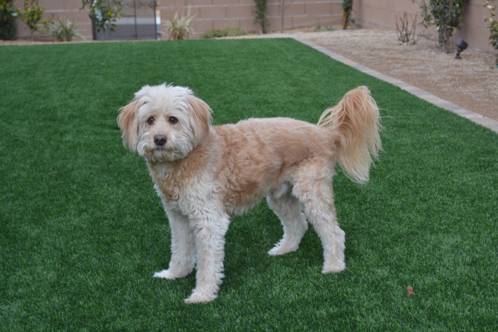 Charlotte artificial grass landscaping